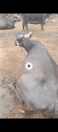 ભેંસ વેચવાની છે