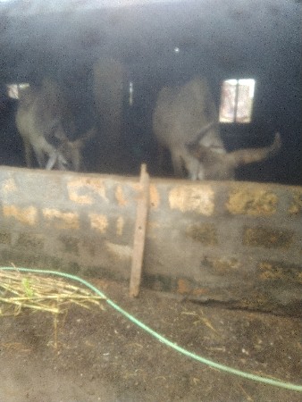 બળદની જોડ વેચવાની છે