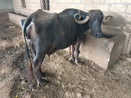 ભેંસ વેસવાની છે