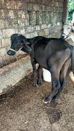 પાડો વેસવા નો છે