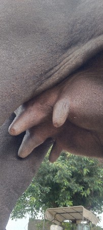 ખડેલી