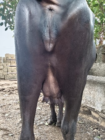 પેલું વેતરી ખંડેરી વેચવાની છે