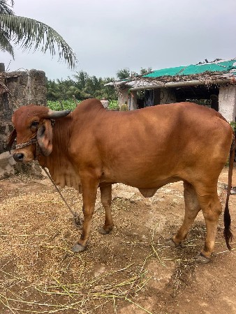 હોડકી વેચવાની છે પહેલું વેતન છે