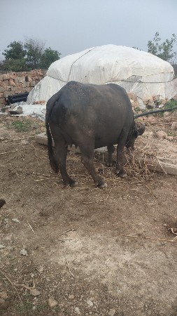 ભેંસ વેચવાની છે (૯૯૭૪૧૭૧૬૩૨)