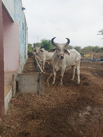 બળધ વેચવા ના શે