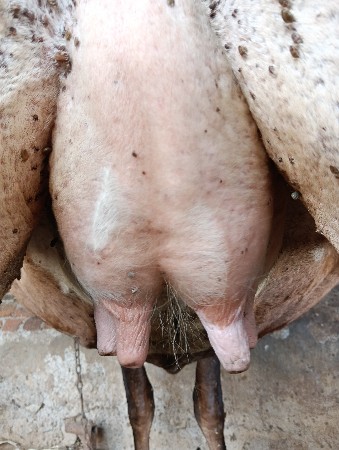 ગાય વેચવાની છે