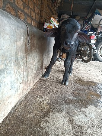 પાડો વેચવાનો છે.