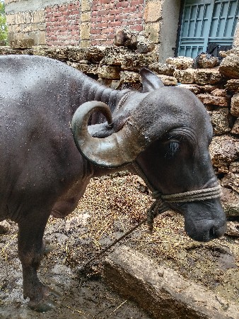 એક પેલું વેતર અને ત્રીજું વેતર