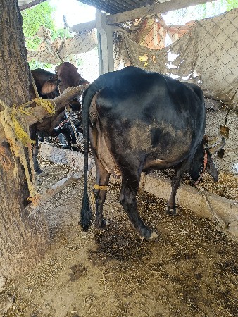 ગાય આપવાની છે