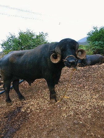 આ પાડો વેચવાનો છે