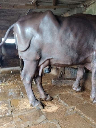 ભેંશ વેસવાની છે