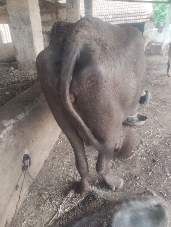 વેચવાની છે  પેલું વેધર વ્યાસે
