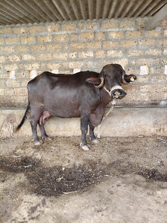 ભેંશ વેશવાની છે