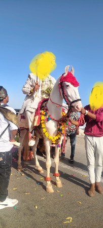 વાઈટ નુકરો સ્પોર્ટ્સ લેસ ઘોડો