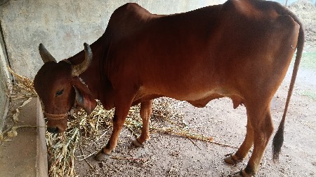 ગામ- બાલાચડી