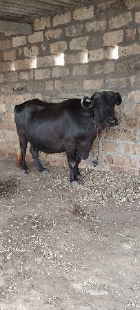 ભેંસ વેચવાની છે