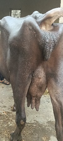 આ ભેંશ વેચવાની છે.