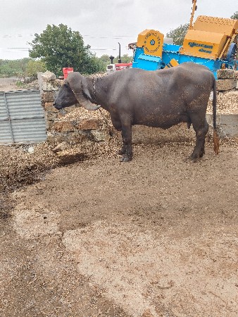 ગોવિંદ