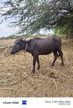પાડી વેચવા ની છે