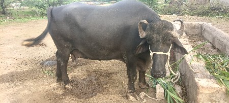 આ ભેંસ વેચવાની છે આઠમો મહિનો ગામ