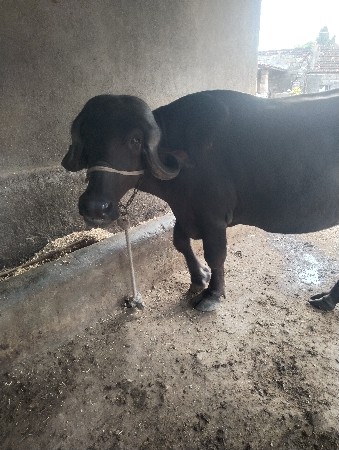 આ ભેંસ વેચવાની