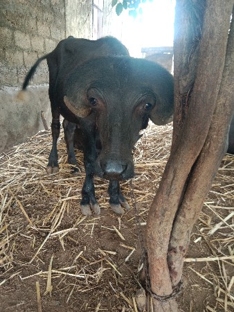 અઢી વર શનો છે