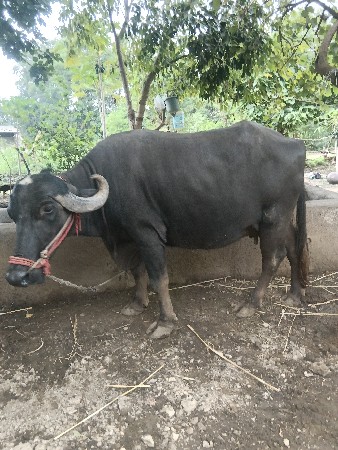 ભેંસ વેચવાની છે