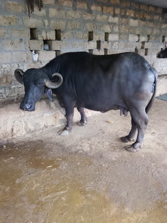 ભેંસ વેચવાની છે