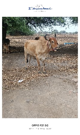 ગોધલો વેચવા નો છે એક