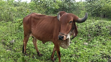 દેશી ગીર ગાય વેચવાની છે