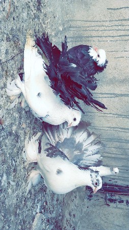 મોરપીંછ દેવાના છે