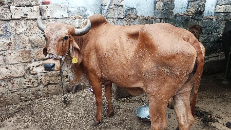 gay vechvani che