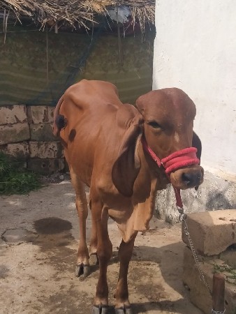 main khadi t