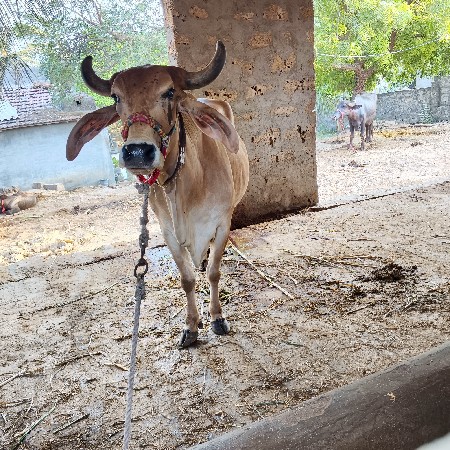 ગાય વેચવાની છે