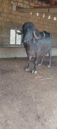 ભેંશ