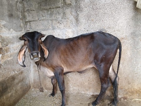વાસળી