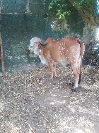 હોડકીકાબરીવેશવાનીછે