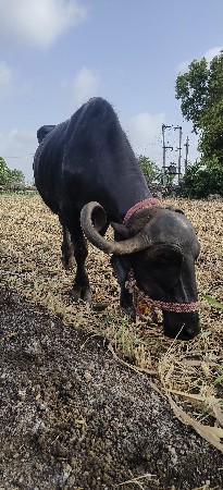ભેંસ