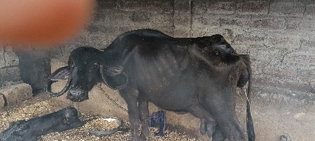ભેંસ વેચવાની સે