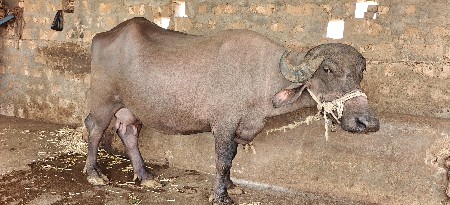ભેંસ વેચવા ની સે જવાબદારી સાથે