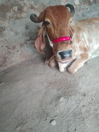 ગાય વેચવાની સે