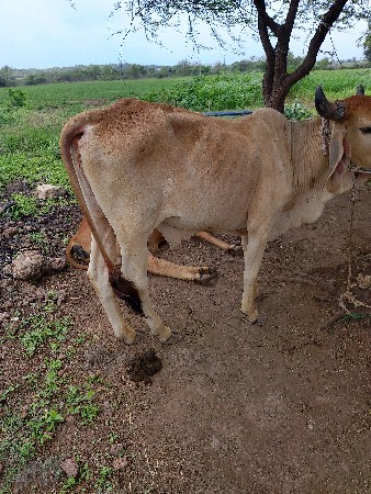 વેચવાનો શે
