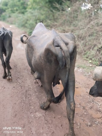 વેચવાની છે 3જી વેતર વીયાછે