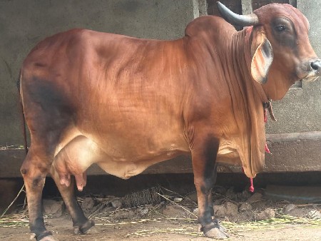 ગાય વેચવાની છે