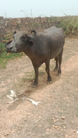 પેલું વેતર ખડેલી વેચવાની છે