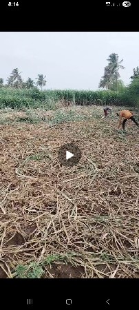 લીલી શેરડી વેચવાની છે