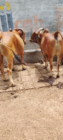 વેસવાના