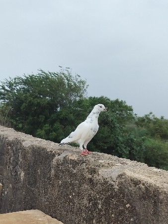 વેચવાનું છે