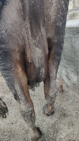 ગાય આપવાની છે