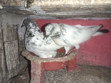 કુકડા સાથે કબુતરા દઈ દેવાના છે